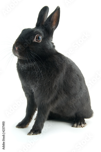 black rabbit