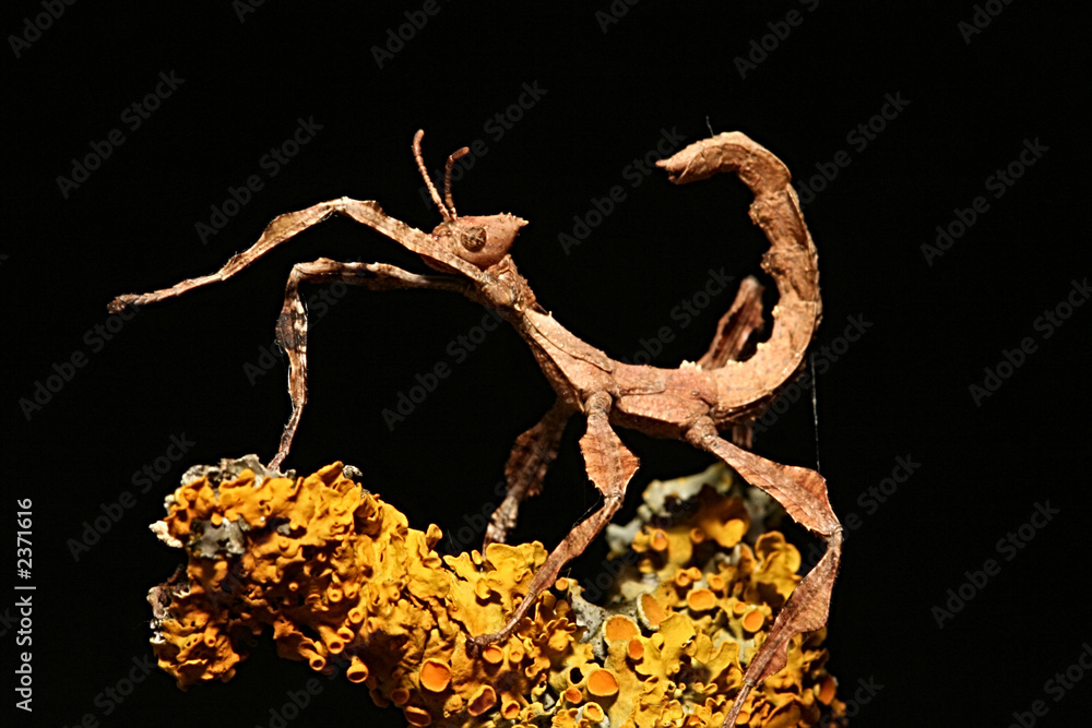 Fototapeta premium stck insect