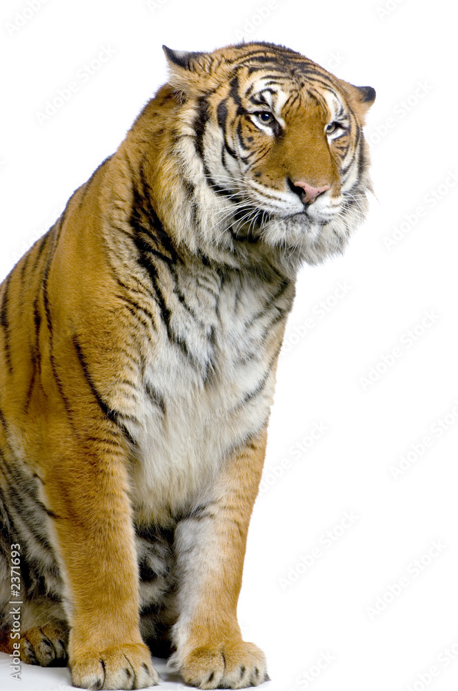 Obraz premium tiger's posing