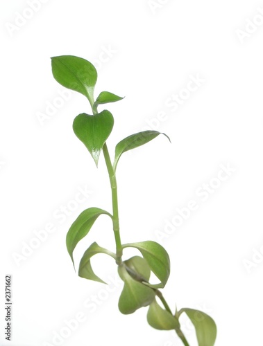 isolated plant