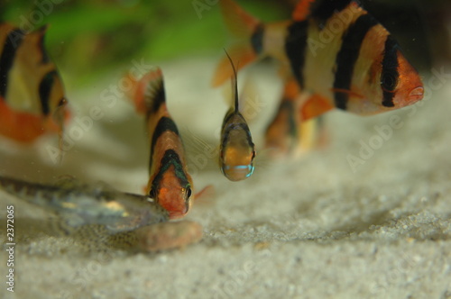 Billede på lærred aquarium tropical