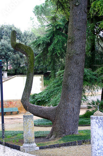 albero strano photo