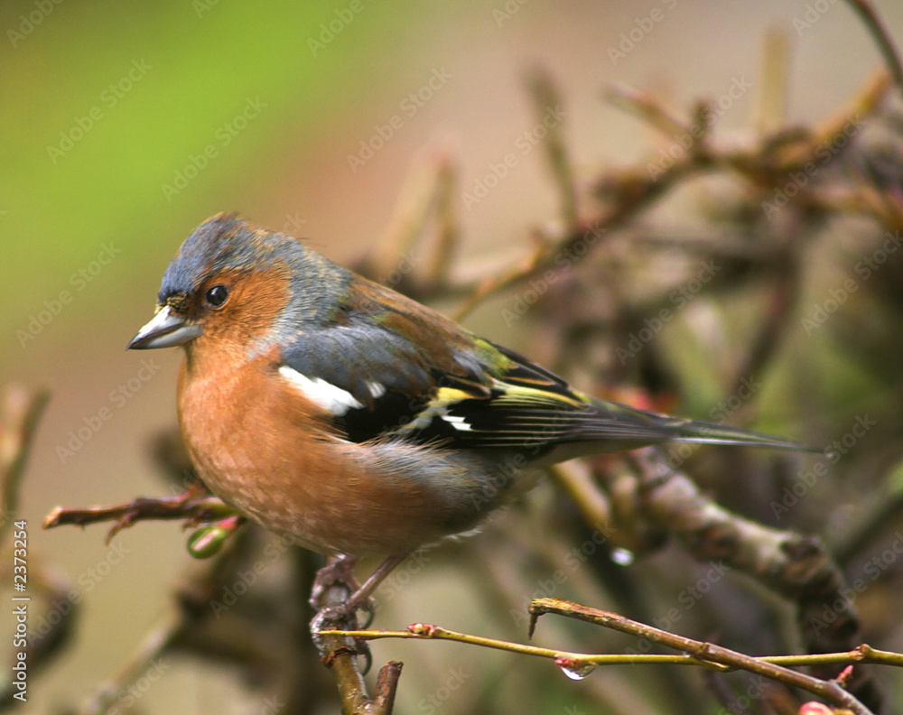 chaffinch on japonica chaffinch on japonica