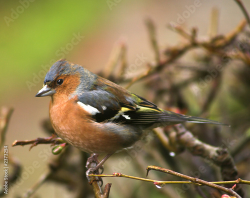chaffinch on japonica