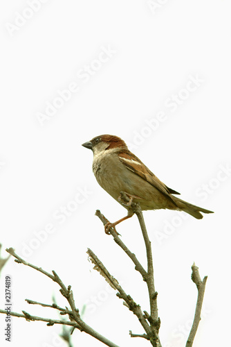 telephoto of sparrow in nature © PixelFootage.com