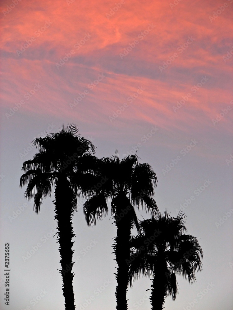 Obraz premium palm trees at sunrise