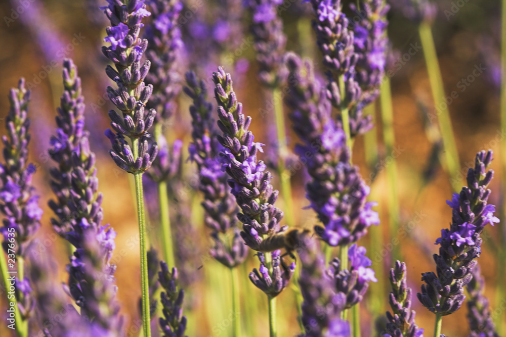 Obraz premium zwischen lavendelblüten