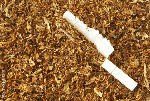 Dried light brown sliced tobacco leaves background close-up.