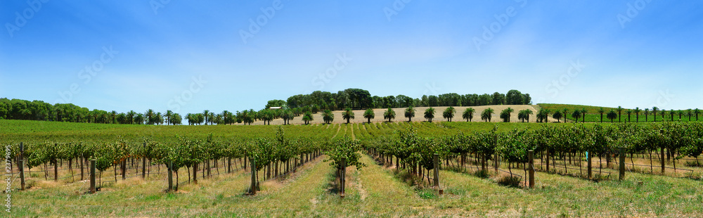 vineyard panorama