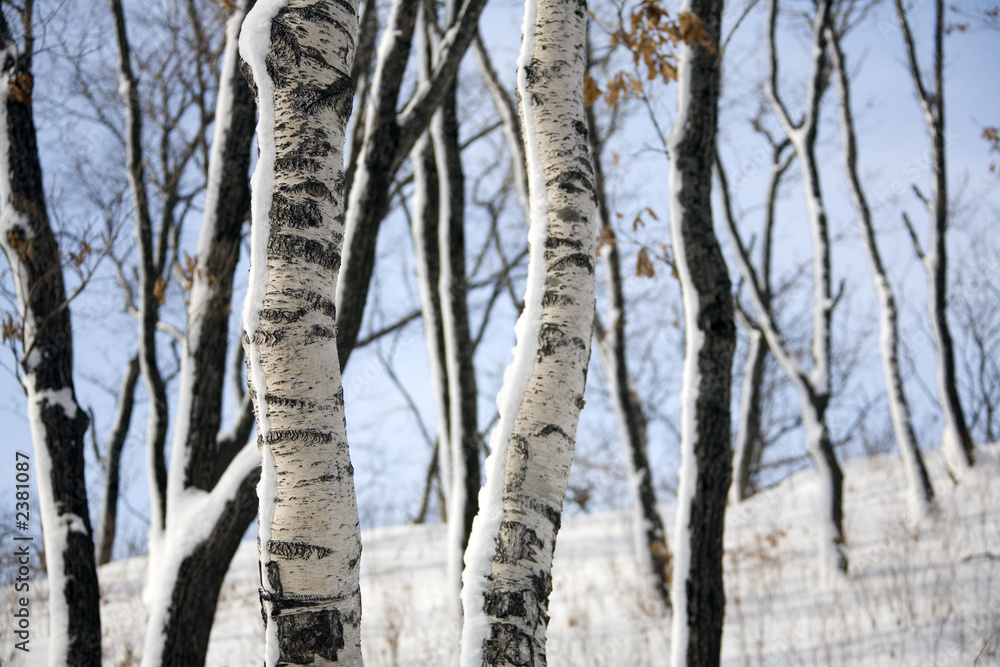 Fototapeta premium winter forest