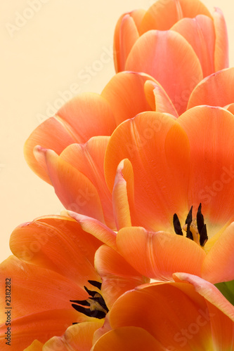 orange tulips