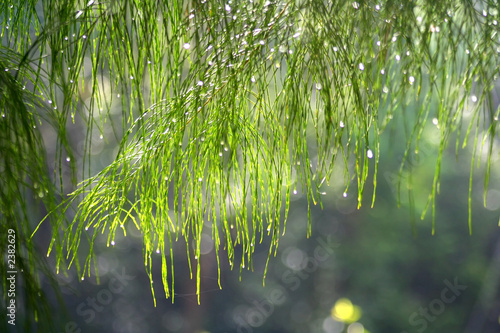 Φωτογραφία morning dew