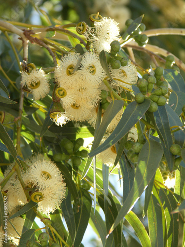 eucalyptus