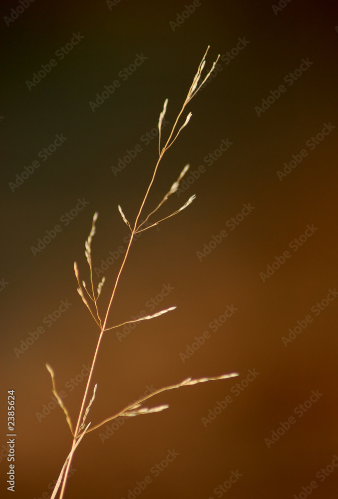 Obraz premium dried plant