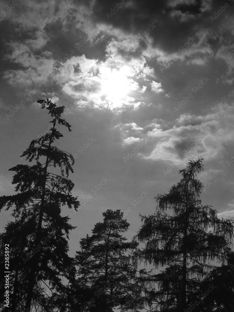 Obraz premium moonlight