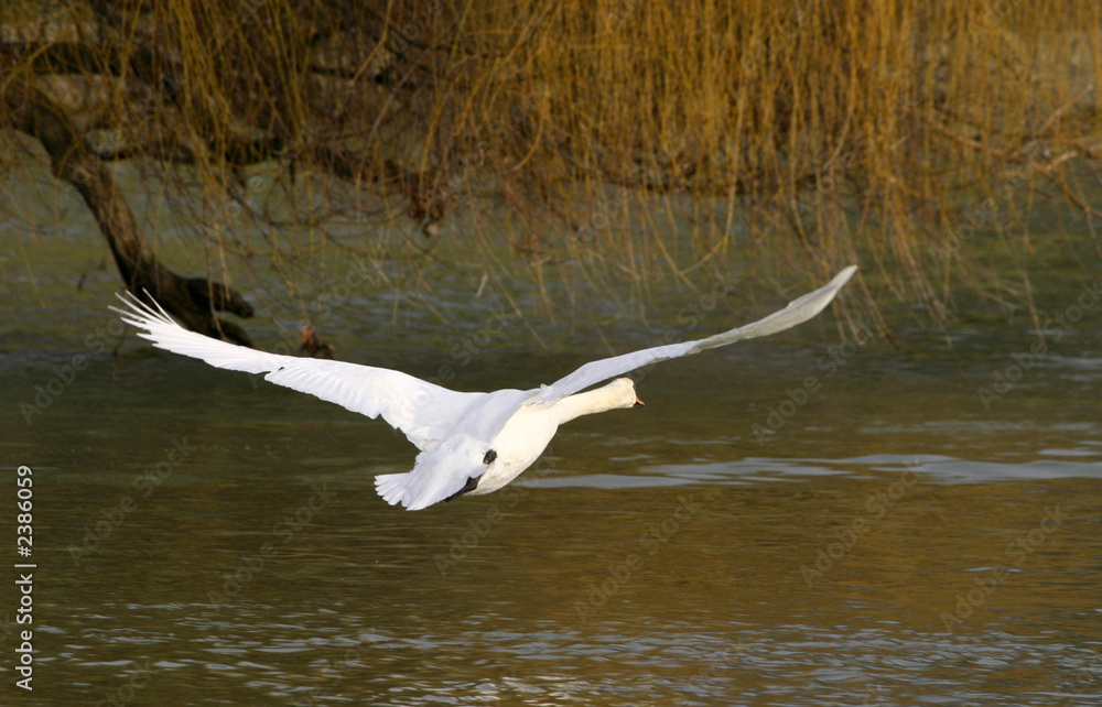 cygne en vol