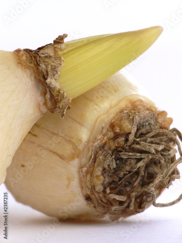 bulbs