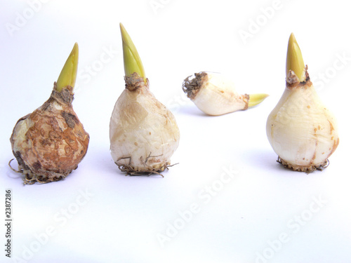 four sprouting bulbs photo