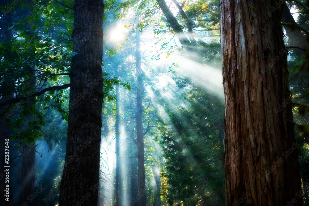 forest forest