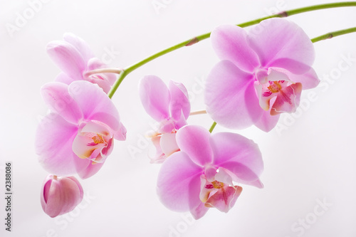 orchid flowers on white