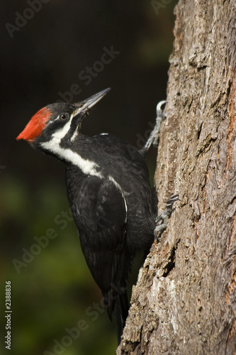 pileated woodpecker