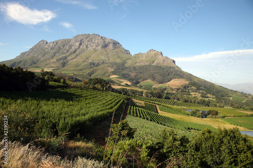stellenbosh photo