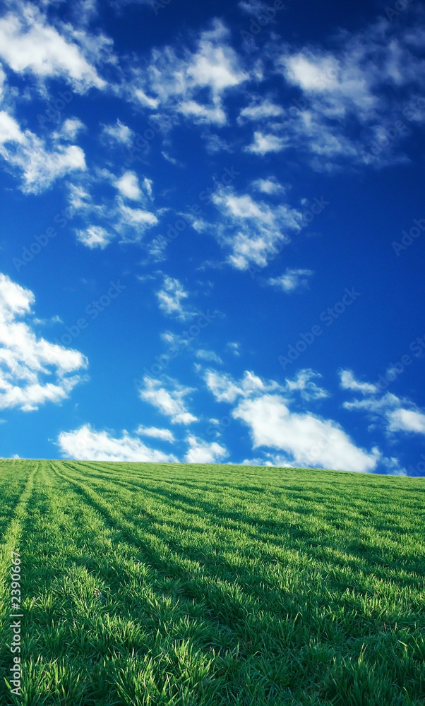 wheat field over beautiful blue sky 1