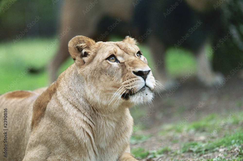 lionne lionne