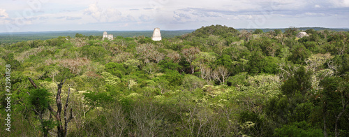 jungle with maya ruins