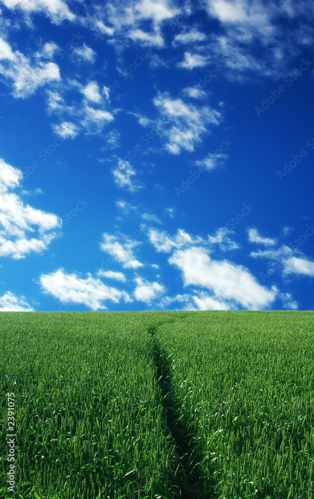 wheat field over beautiful blue sky 8