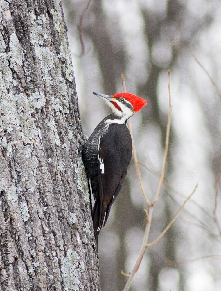 Woodpecker on an extremely large live tree figuring out where to start pecking Woodpecker on an extremely large live tree figuring out where to start pecking