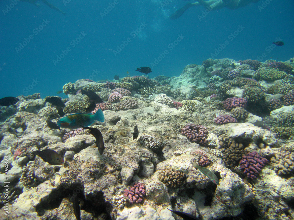 red-sea32