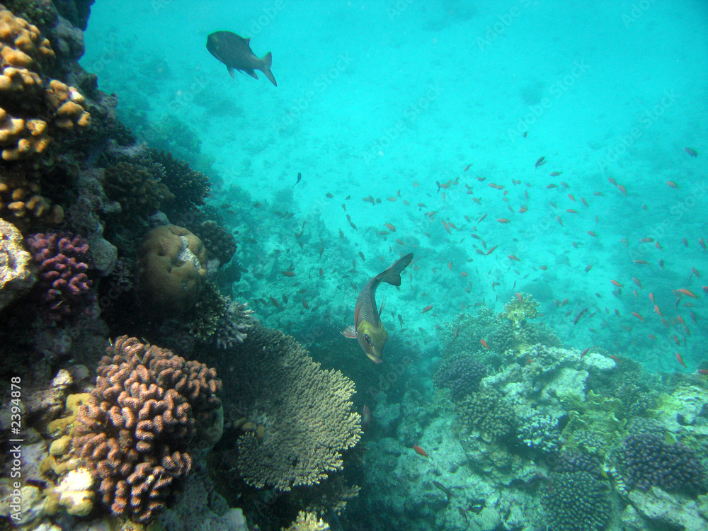 Obraz premium red-sea38