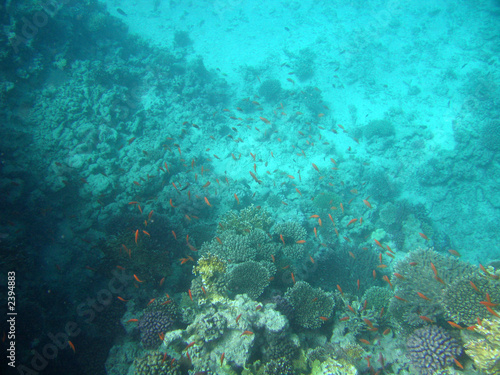 red-sea39