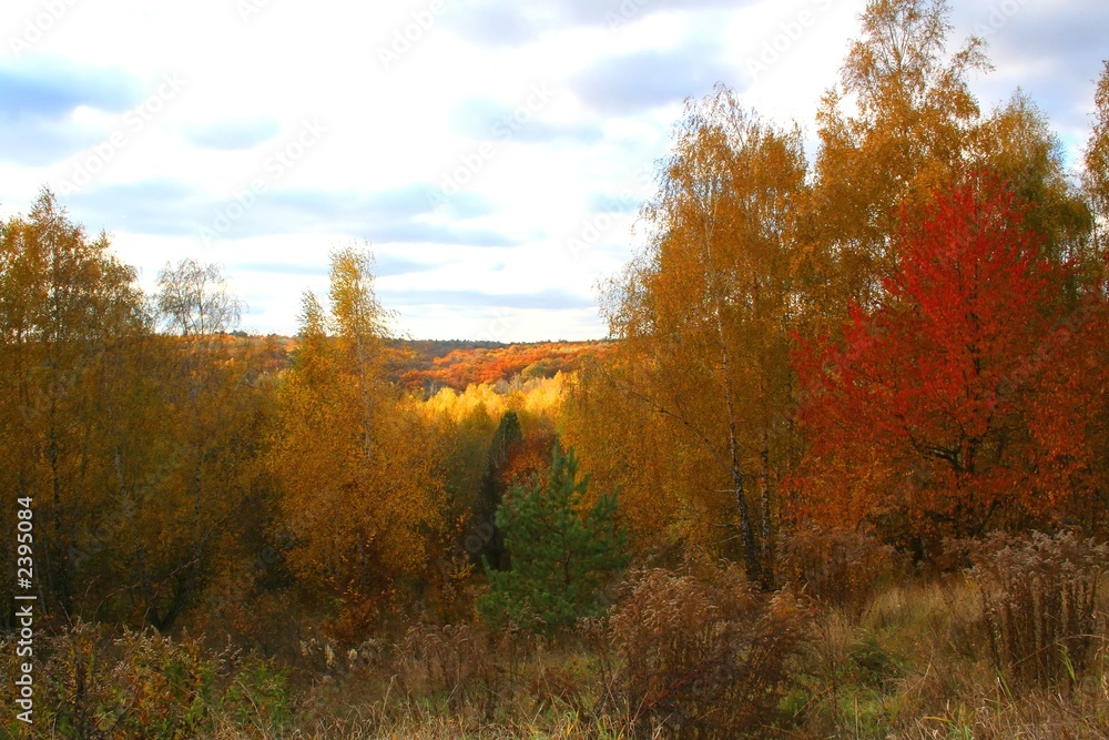 autumn landscape