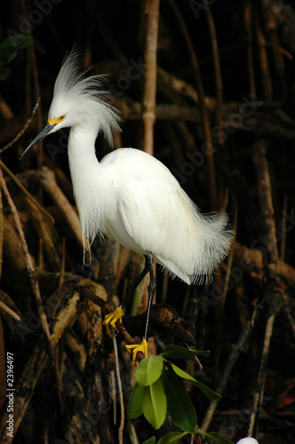 egret plumage