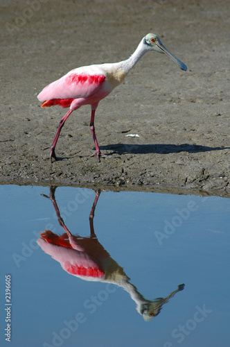 roseate spoonbill reflection