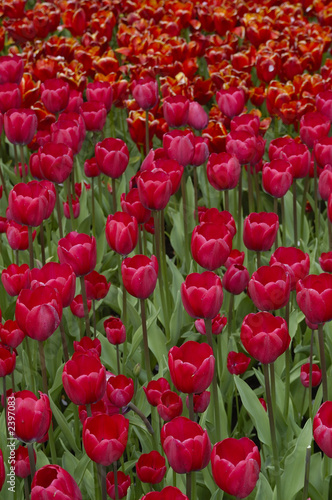 tulip fields