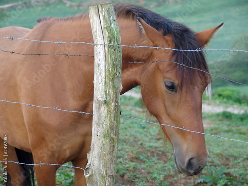 horse