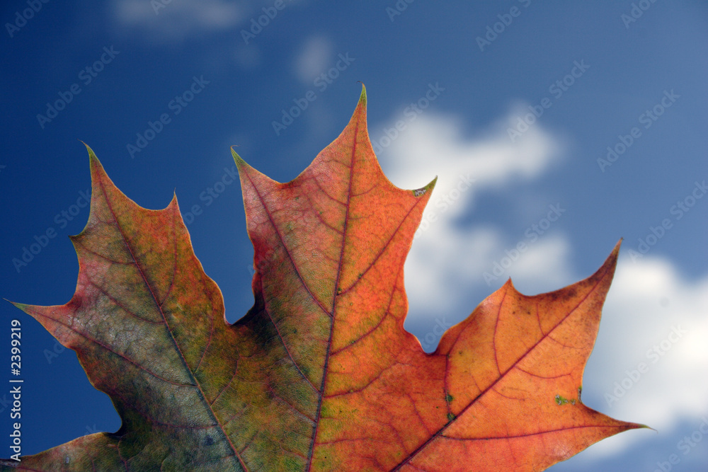 autumn,maple leaf