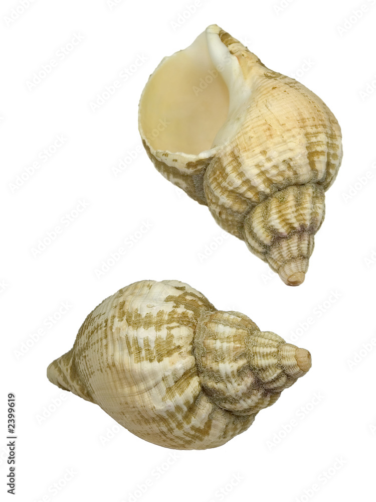 Obraz premium seashell