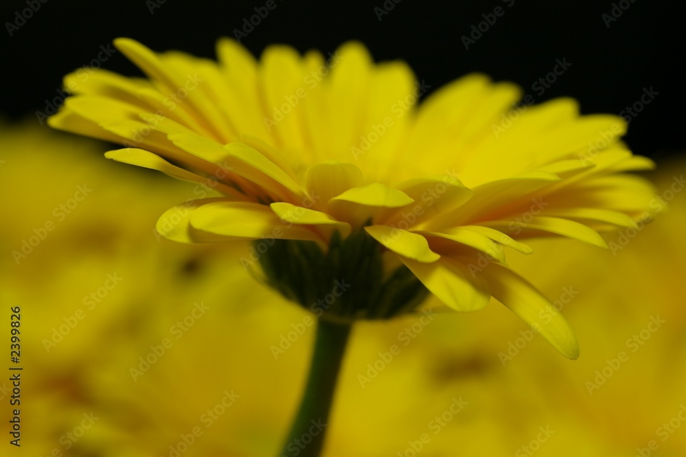 gerbera gerbera