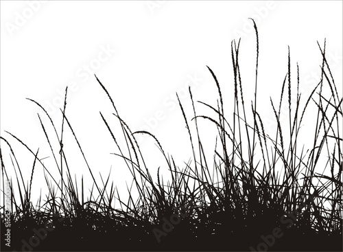 Obraz na płótnie grass vector silhouette w salonie