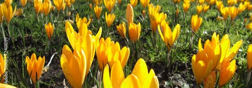 spring