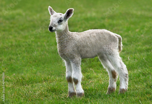 new born lamb