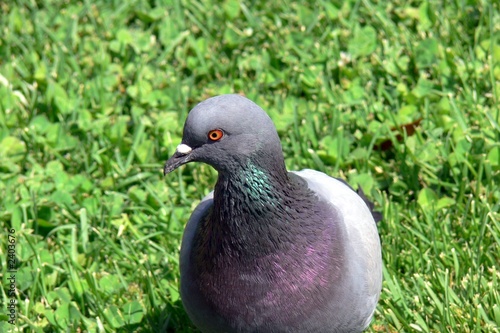 pigeon