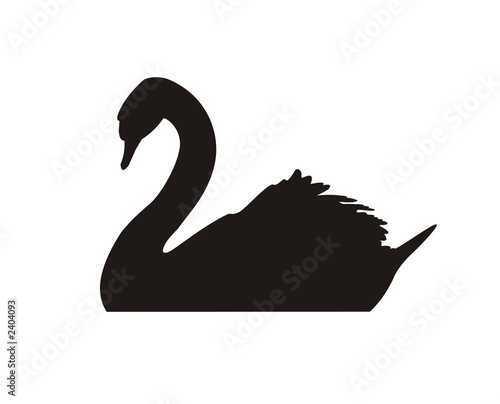 Fototapeta Naklejka Na Ścianę i Meble -  black swan