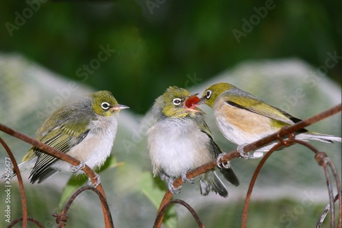 silvereye juveniles being fed