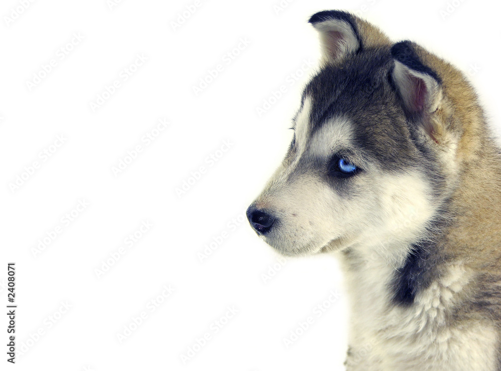 sweet puppy siberian husky