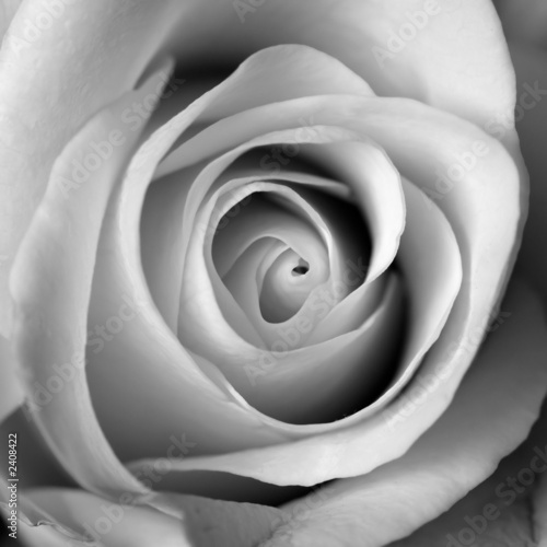 rose en noir et blanc